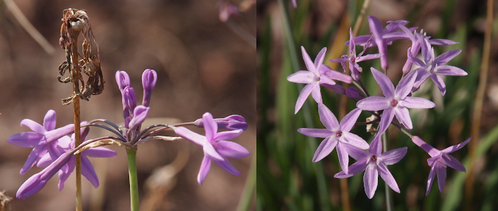 [Two photos spliced together. The one on the left has a spent head-dried and brown petals-sticking up through the opening light purple buds of another stem. The stem currently blooming has some flowers on the edge of the sphere which are open and in the center are four completely folded and still growing flower buds. The image the right is a sphere of fully opened six petal light purple flowers. The petals are thin and long and extend from a thin purple tube atop the stem. The visible center of the tube appears to be orange.]